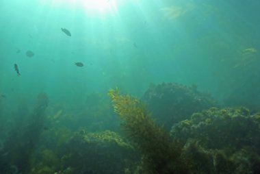 Plaj deniz yosunu esmer Su yosunu ormanının sualtı Catalina Island, Kaliforniya