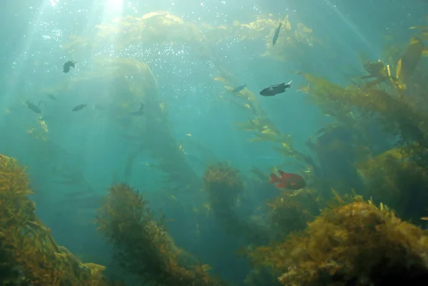 Pantai rumput laut hutan laut bawah air di pulau Catalina, California — Stok Foto