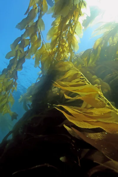 Foresta subacquea di alghe marine da spiaggia sull'isola Catalina, California Immagini Stock Royalty Free
