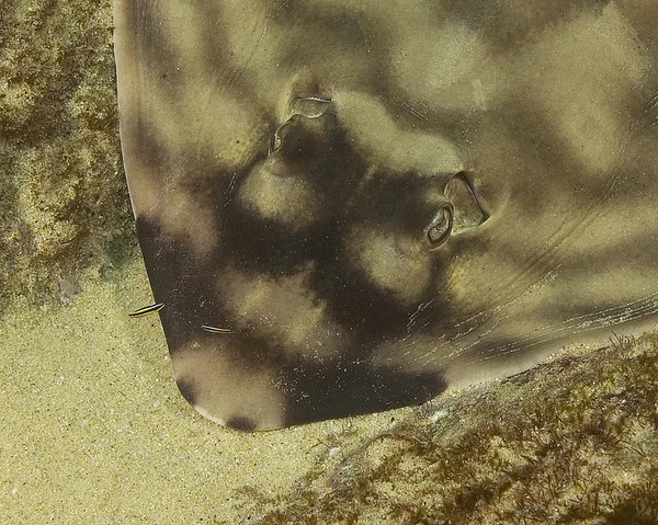 Peces guitarra escondidos en la arena en Cabo San Lucas, México — Foto de Stock