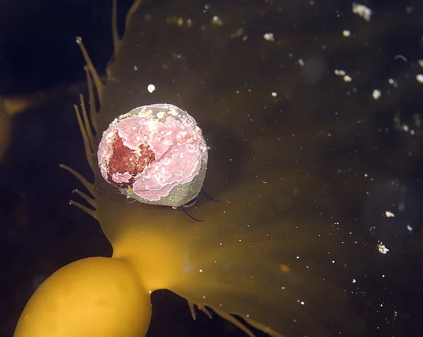 Zee slak op kelp blad — Stockfoto