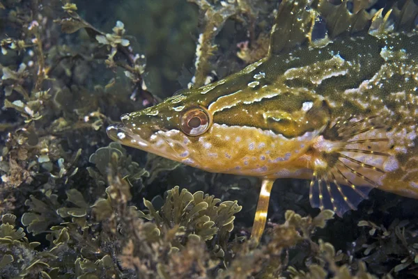 Kelp vis verbergen in het zeewier — Stockfoto