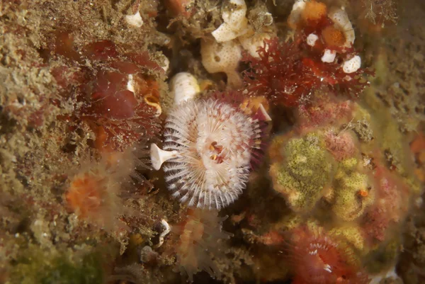 Kerstboom worm bij Stille Oceaan onderwater kelp forest — Stockfoto