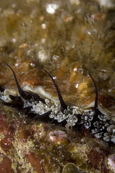 Pesci, abalone e vita marina nella foresta sottomarina di alghe dell'Oceano Pacifico — Foto Stock