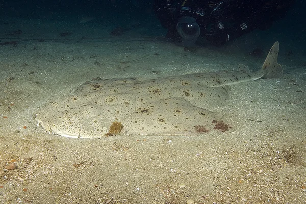 Squalo e vita marina nella foresta sottomarina di alghe dell'Oceano Pacifico — Foto Stock