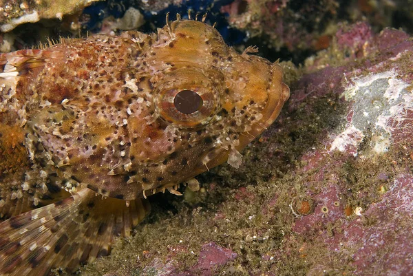 Poissons et vie marine dans la forêt de varech sous-marine de l'océan Pacifique — Photo