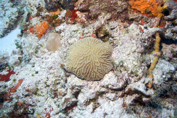 Кораллы в Козымеле, Мексика — стоковое фото