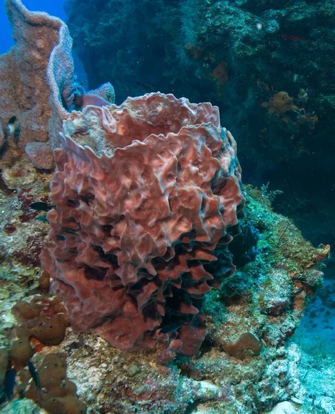 Spugna di mare alla barriera corallina — Foto Stock