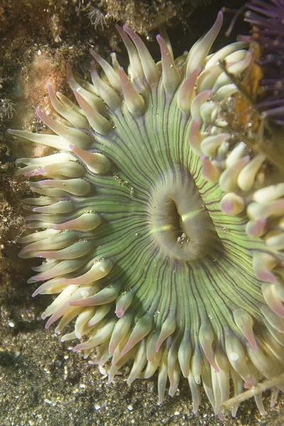 Anemone di mare che si nutre alla barriera corallina — Foto Stock