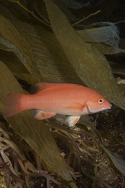 Vissen op Californië onderwater reef — Stockfoto