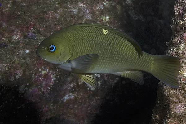 Vissen op Californië onderwater reef — Stockfoto