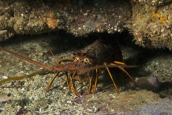 Langosta en el arrecife submarino de California —  Fotos de Stock