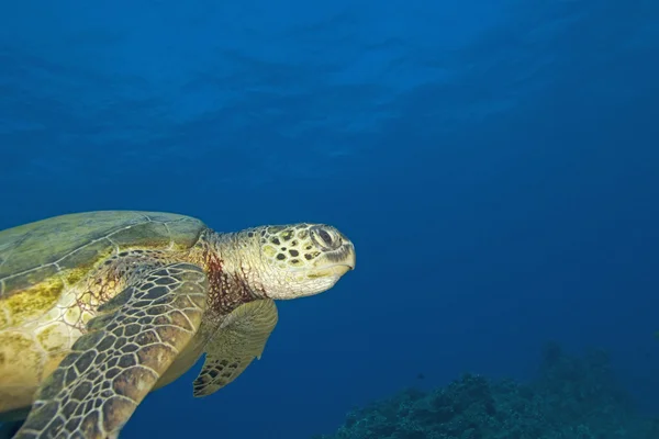 Havssköldpadda simma på Hawaii island coral reef — Stockfoto