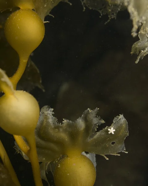 Zeewier en zeester op Californië onderwater reef — Stockfoto