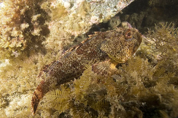 Fish at California underwater reef — Stock Photo, Image