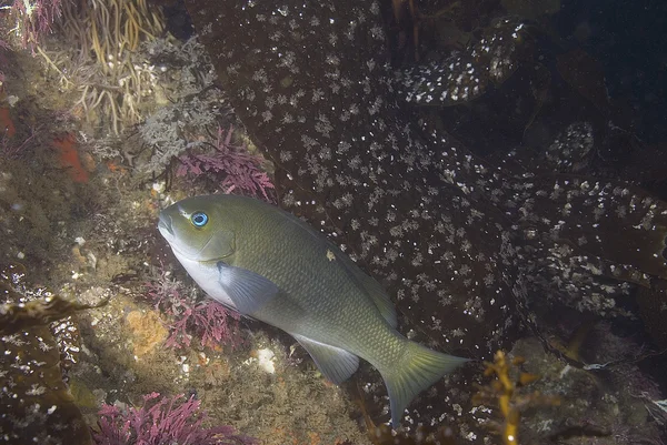 Kelp y peces bajo el agua en el arrecife de las Islas del Canal — Foto de Stock