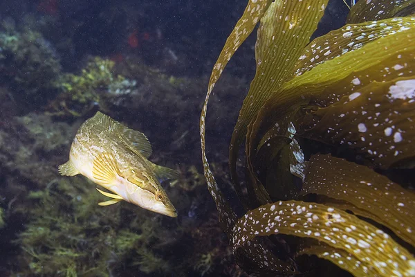 Рыба кельп и кельп на калифорнийском подводном рифе — стоковое фото