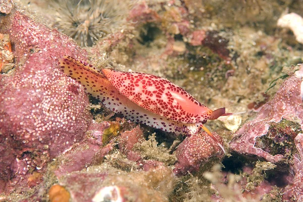 Meeresschnecke am kalifornischen Unterwasserriff — Stockfoto