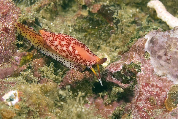 Meeresschnecke am kalifornischen Unterwasserriff — Stockfoto