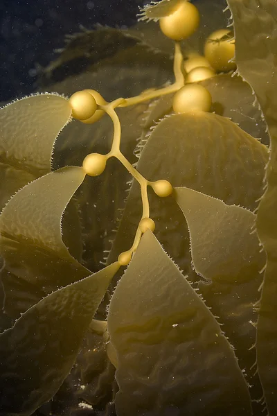 Seaweed at California underwater reef Stock Image