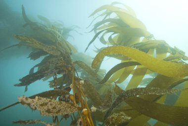 California sualtı esmer Su yosunu ormanının, deniz yosunu