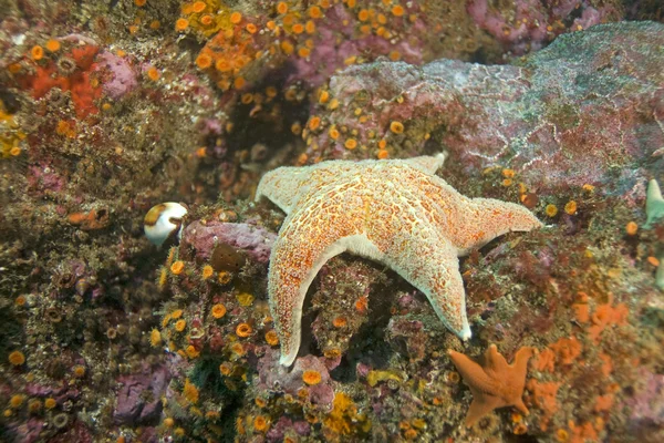 Starfish and cowry nudibranch at California reef — Stock Photo, Image