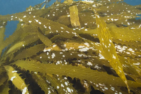 Hojas de algas marinas bajo el agua en el bosque de algas de California — Foto de Stock