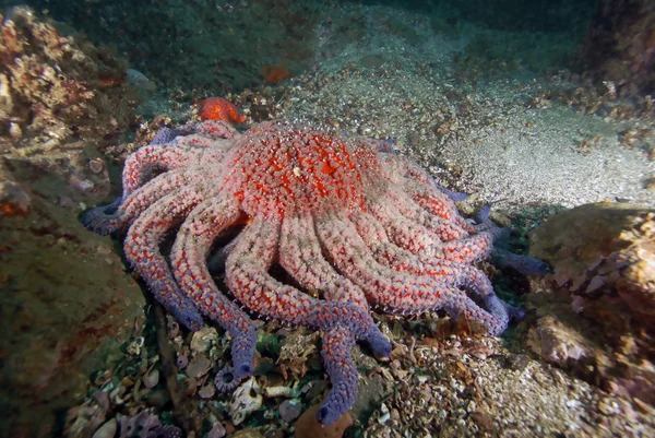 Estrella de mar en el arrecife submarino de California — Foto de Stock