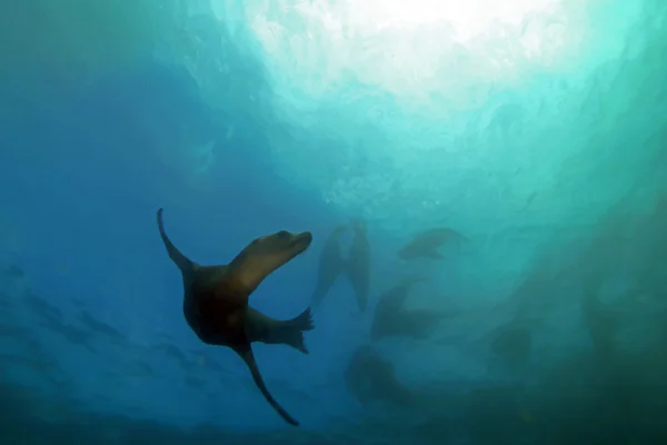 León marino nadando bajo el agua en el arrecife de California —  Fotos de Stock