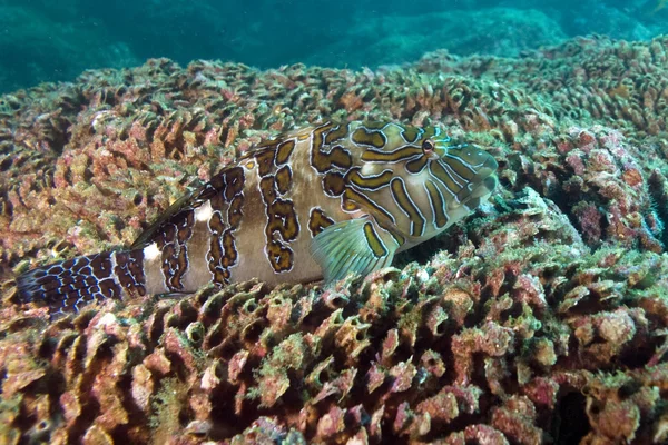 Vis tropische vissen in Cabo San Lucas, Mexico koraalrif — Stockfoto