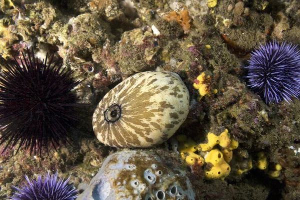 Zee-egels zeeslak bij ocean reef — Stockfoto