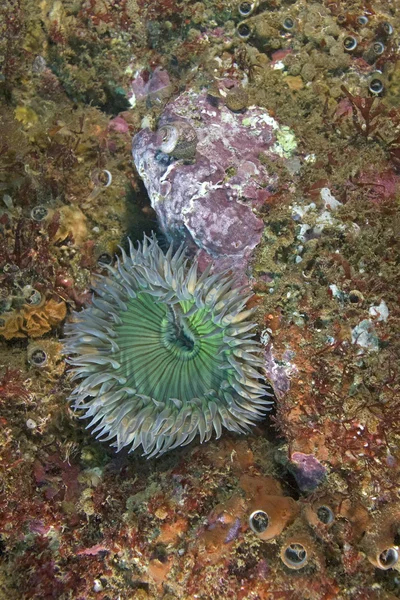 Anemone marino nella foresta californiana di alghe — Foto Stock