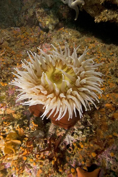 Anemone marino sulla barriera corallina sottomarina della California Channel Island — Foto Stock