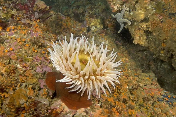 Sea anemone feeding at California underwater reef — Stock Photo, Image