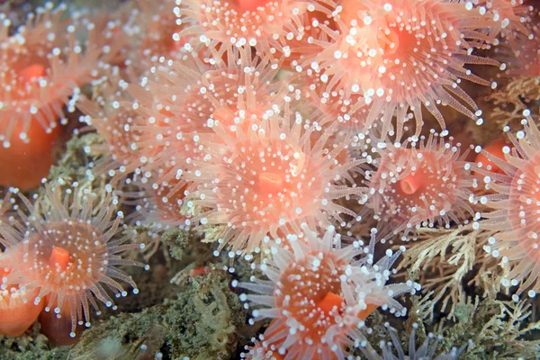 Anemone marino nella foresta sottomarina di alghe della California — Foto Stock