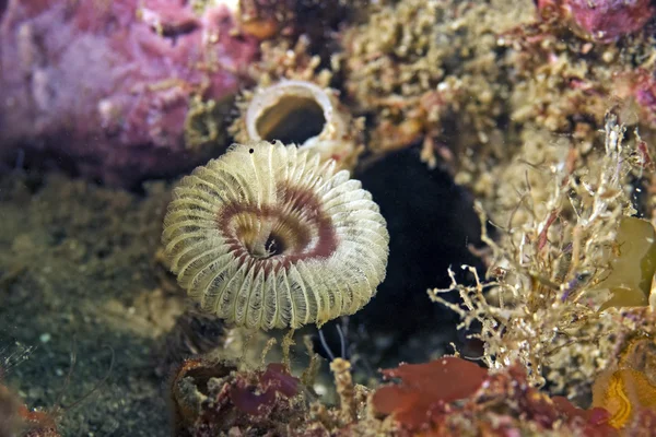 Meereslebewesen Federwurm am kalifornischen Unterwasserriff — Stockfoto