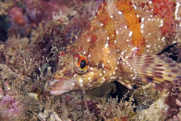 Poisson peint en vert au récif sous-marin de Californie — Photo