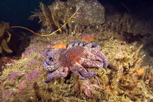 Güneş deniz yıldızı California sualtı resif, yıldız — Stok fotoğraf