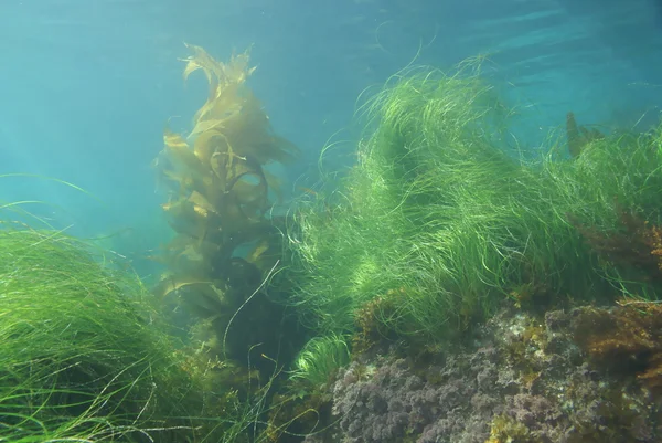 Alghe marine ed erba marina sott'acqua a Laguna Beach reef — Foto Stock