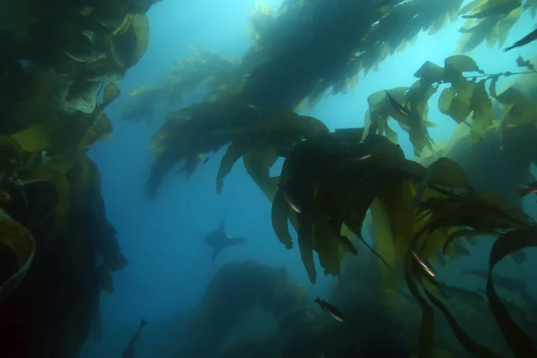 Mare leone nuotare nella foresta di alghe subacquee — Foto Stock