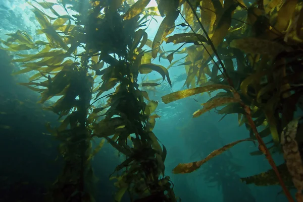 Mořské řasy kelp pod vodou v Kalifornie reef — Stock fotografie