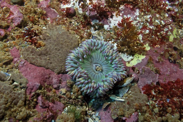 Anemone marino subacqueo alla barriera corallina della California — Foto Stock