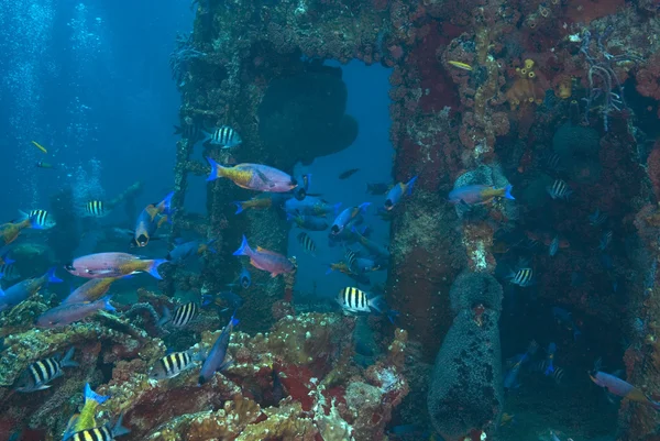 Tropical fish sea life underwater at Aruba reef — Stock Photo, Image