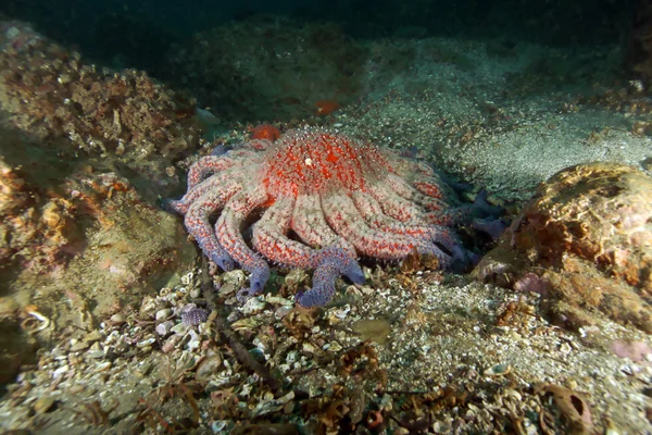 La vita sottomarina delle stelle marine alla barriera corallina della California — Foto Stock