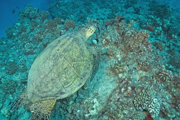 Tortuga en el arrecife de coral Hawaii — Foto de Stock