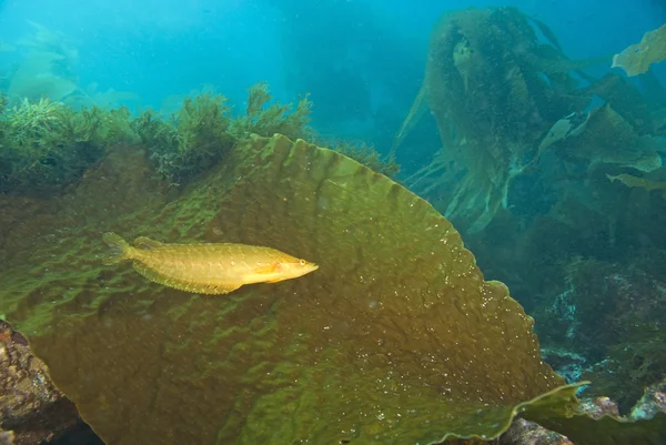 Peces en el bosque de algas de California arrecife submarino — Foto de Stock