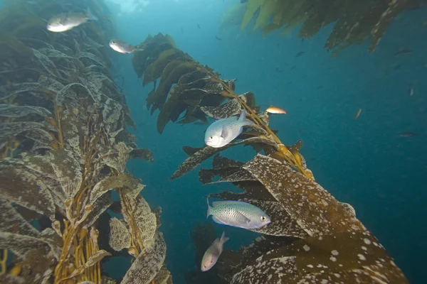 Hutan rumput laut dengan sekolah ikan di terumbu California — Stok Foto