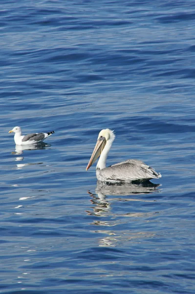 Pelicano e gaivota flutuando no Oceano Pacífico aberto ao largo da costa da Califórnia — Fotografia de Stock