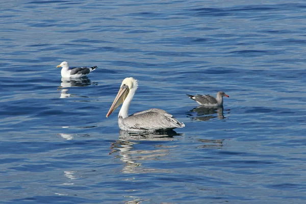 Pelicano e gaivota flutuando no Oceano Pacífico aberto ao largo da costa da Califórnia — Fotografia de Stock