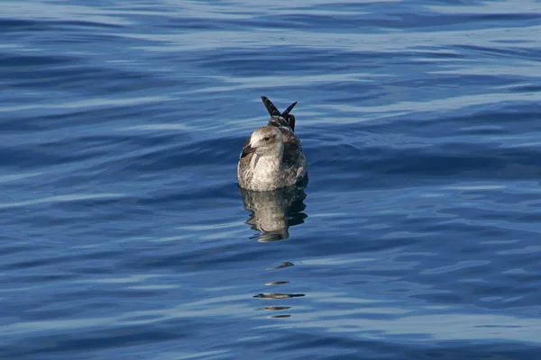 Gaviota flotando en el océano Pacífico abierto frente a la costa de California —  Fotos de Stock